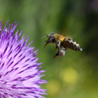 #33 – NGW-Radio, 28.5.2023: Biodiversität