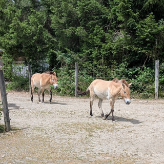 Das letzte Wildpferd: Von Winterthur in die mongolische Steppe (18.06.2026)