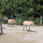 Das letzte Wildpferd: Von Winterthur in die mongolische Steppe (18.06.2026)