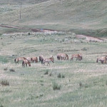 Zurück in die Steppe: wie Wildpferde wieder wild werden (25.06.2026)