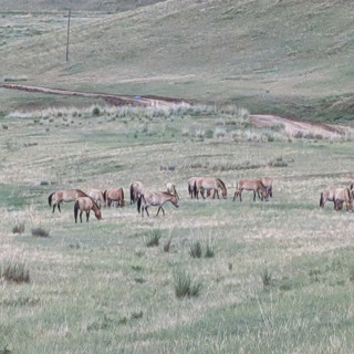 Zurück in die Steppe: wie Wildpferde wieder wild werden (25.06.2026)